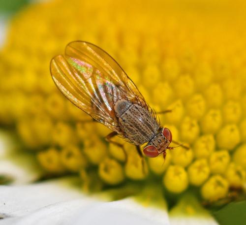 Réf. 344 219 : Minettia fasciata